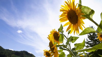 '향기 담은 항아리' - 사랑하는 사람을 위하여